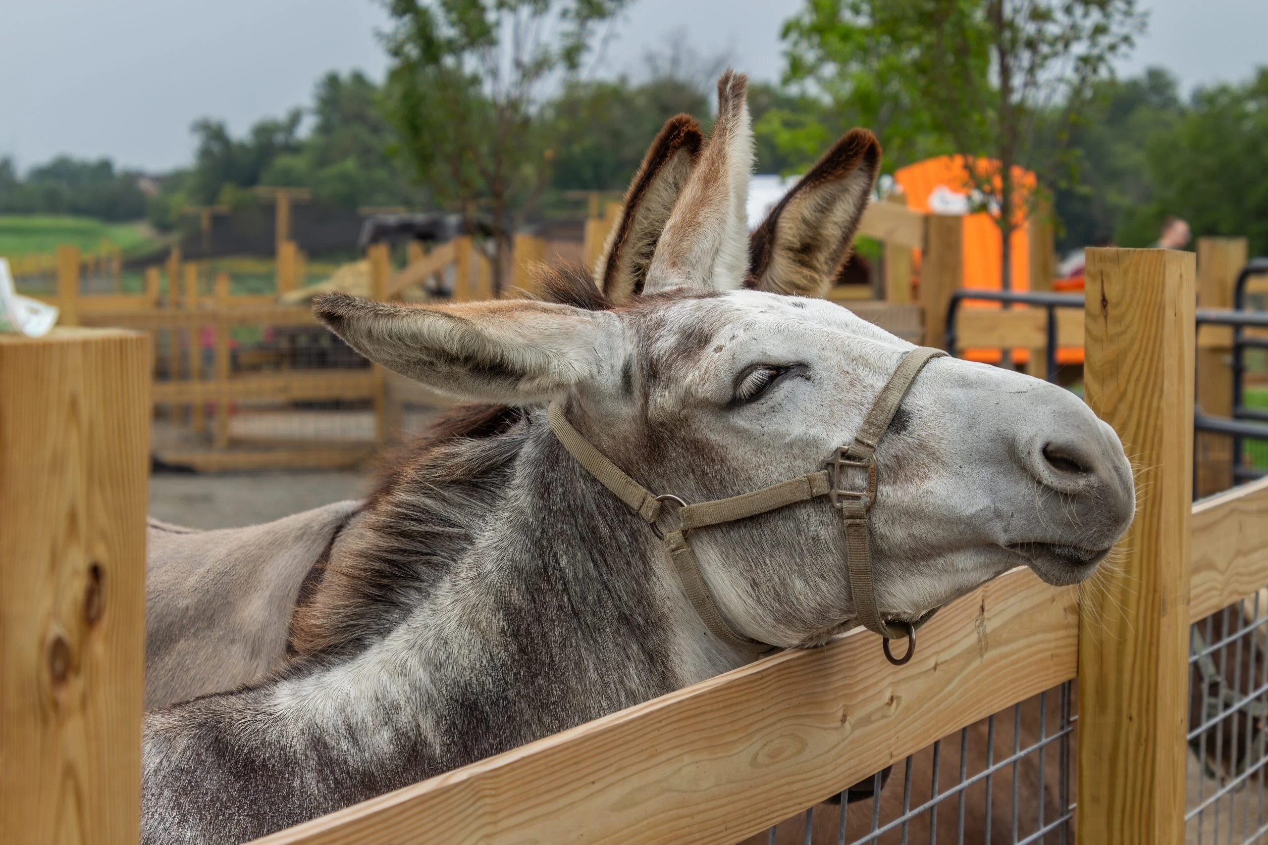 Farm animals on a full farm day field trip