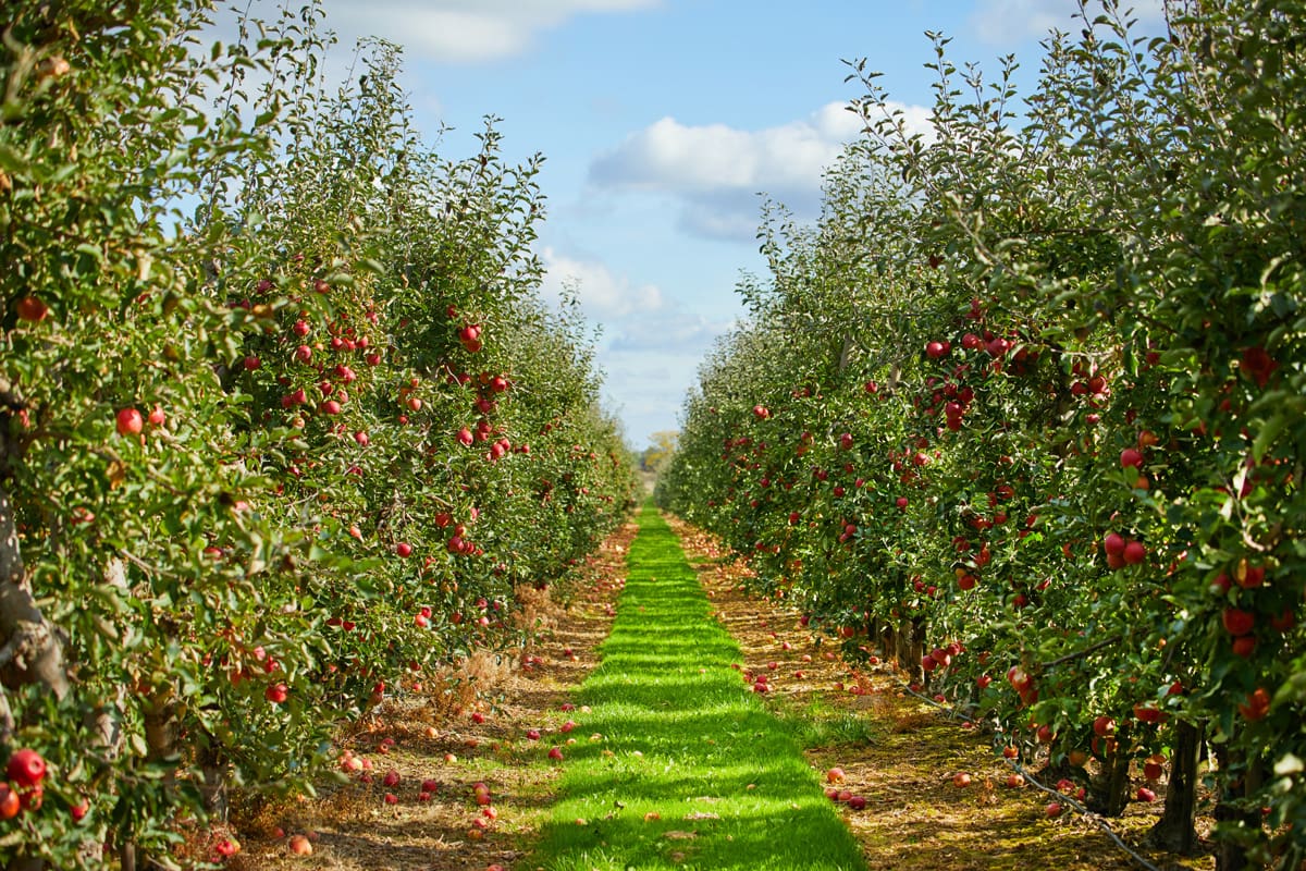 Students picking apples at an orchard