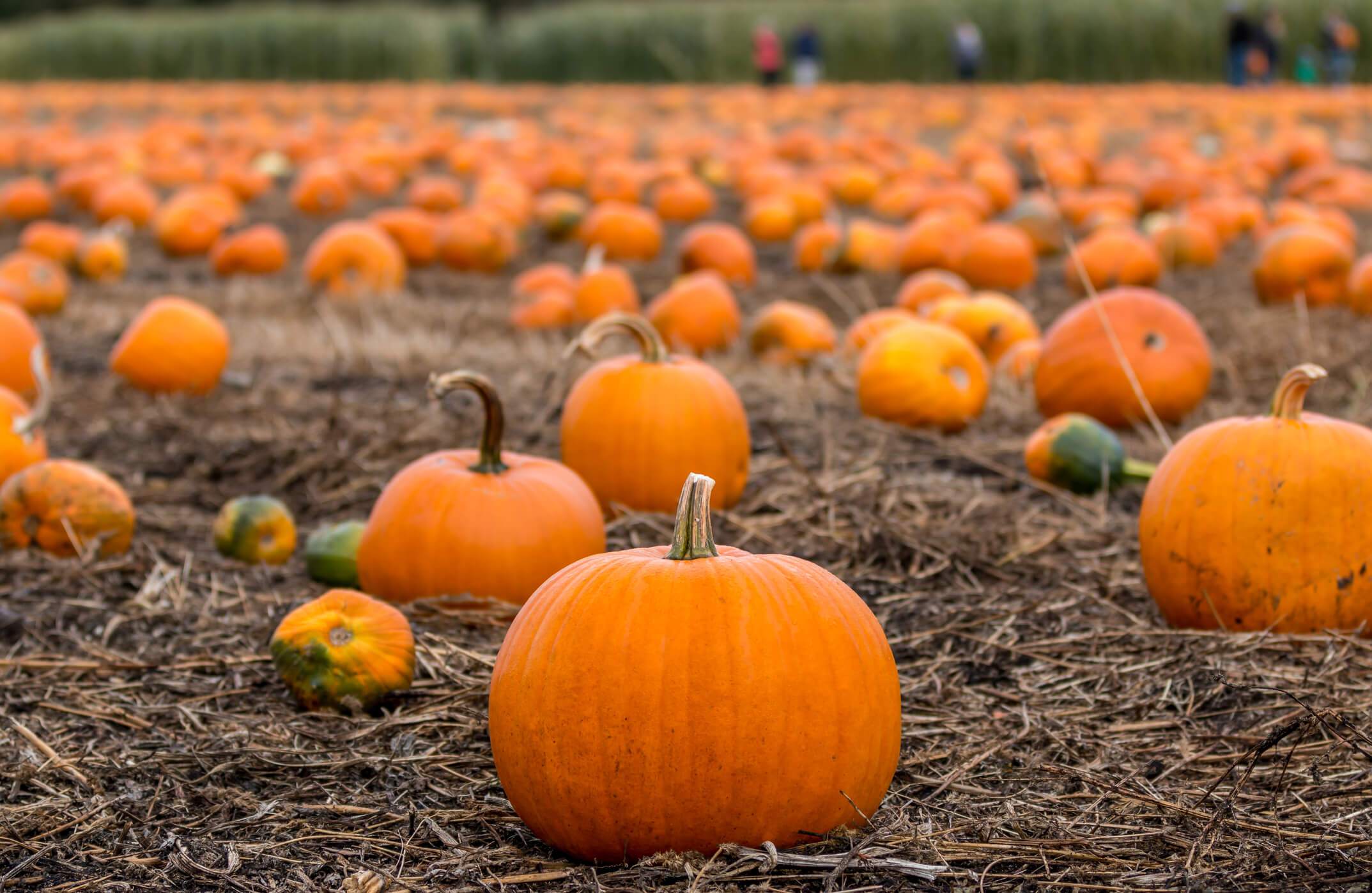 Students picking pumpkins at a fall farm
