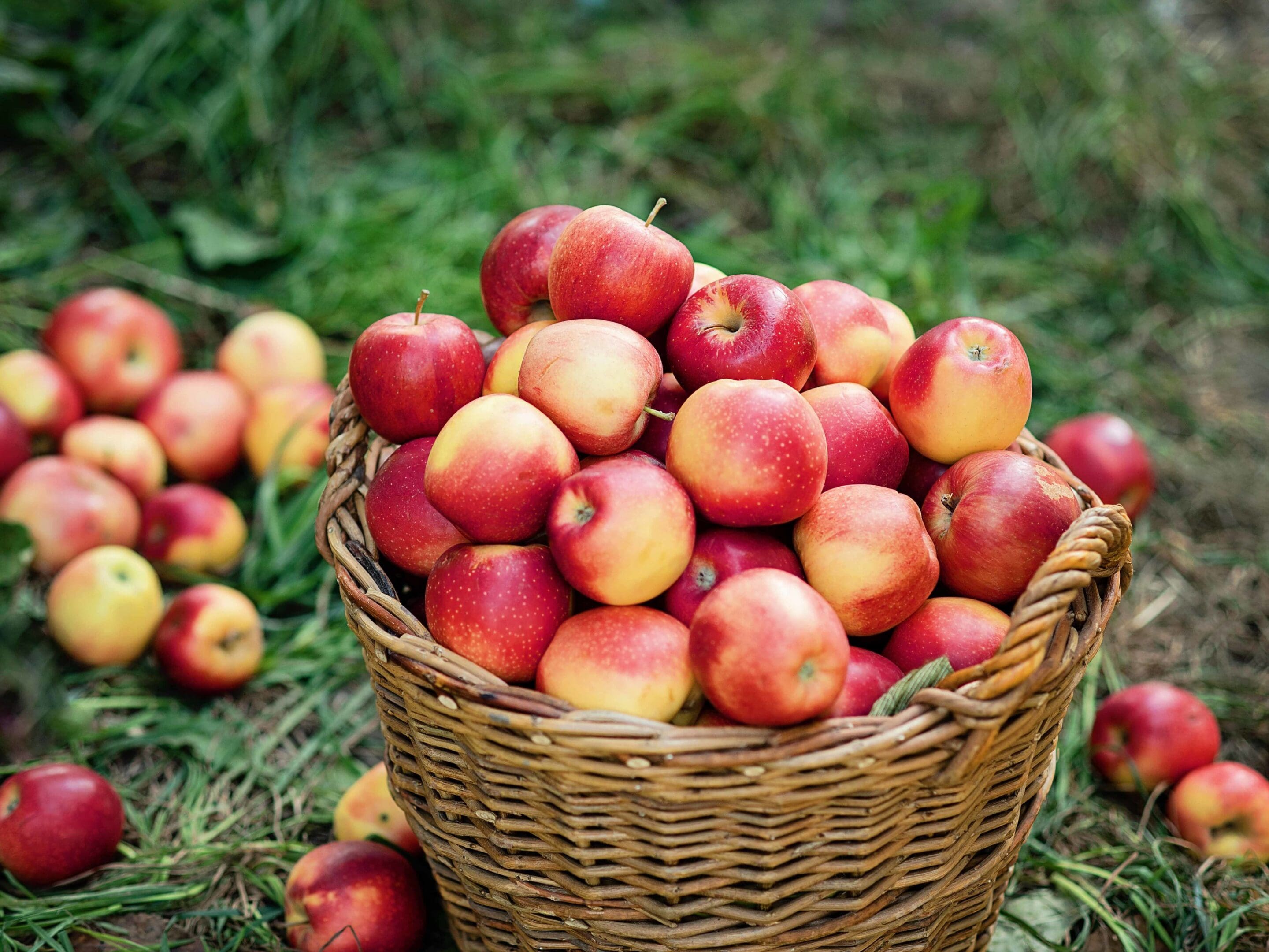 Apple Picking